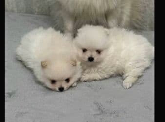 menali it adlari: Şpitz, 2 ay, Dişi, Ünvandan götürmə, Ödənişli çatdırılma — 3