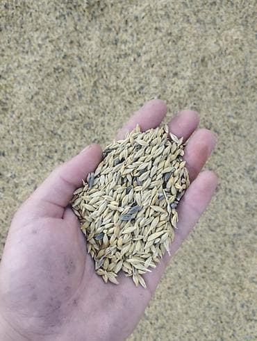 zire bitkisi: Arpa toxumu – yeminlik və səpinlik 20 ton Məhsul təsviri: - — 2