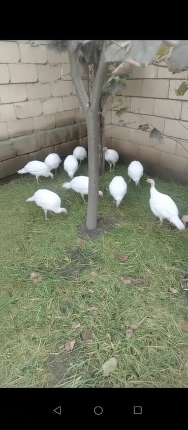 3 toyuq 3 gune 3 yumurta: Dişi, Kanada, Damazlıq, Ödənişli çatdırılma — 1