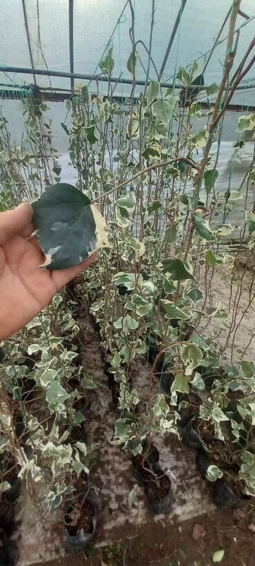 Ağaclar: Hedera (pluş) -Həmşə yaşıl divara özü yapışan .küləyə soyuğa davamlı — 4