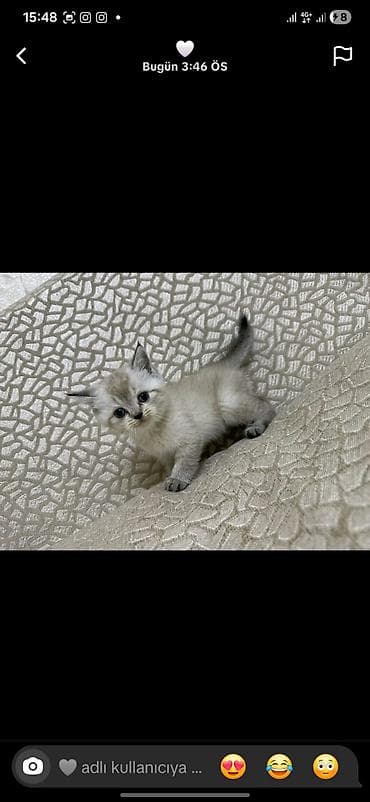 pitbull balaları: Britan — 4