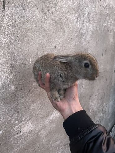 Çəngəllər: BARTER OLUNUR NƏYLƏ İSTƏSƏZ — 2