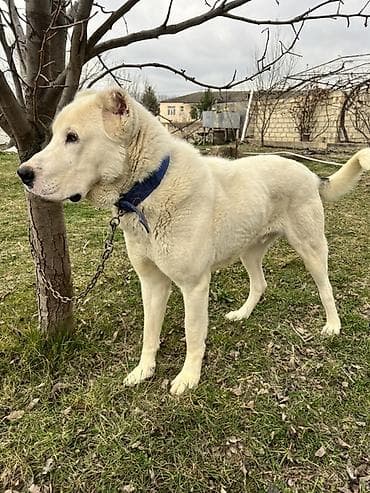 it ucun qurd dermani: Qurdbasar, 1 il, Erkek, Peyvəndli — 4