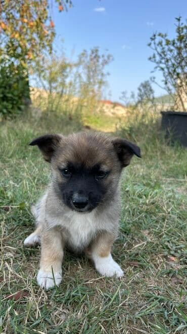 zinqirov iti: 2 ay, Erkek — 2