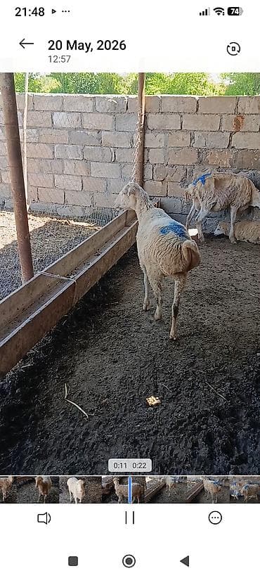 simental inek satışı: Qoyunlar, qoçlar — 2