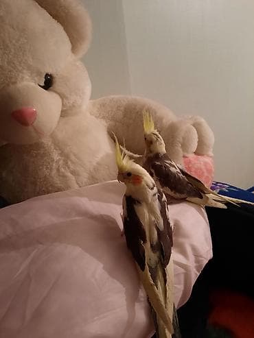 Птицы: Другие птицы — 2