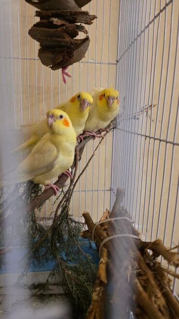 Korella Quşlarl
Tam sağlam !
1 i 45 azndi