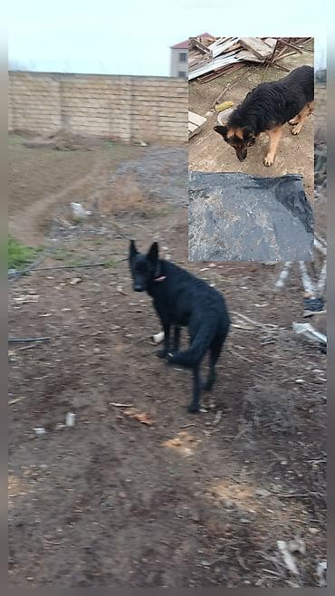 alman qurdu it: Alman çoban iti — 2