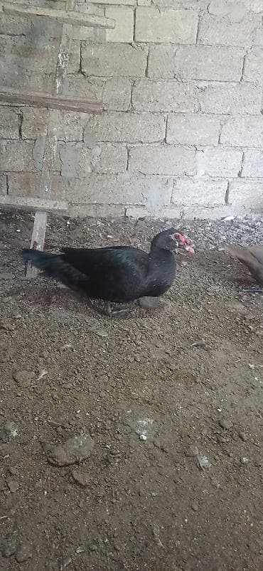 ordekler: Erkək, | Lal ördək, Ətlik — 4