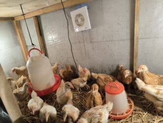 cuce sekli: 🐣 Lohman Brown Cücələri 10 ədəd 1 aylıq cücələrdi Tam sağlam və çox — 2