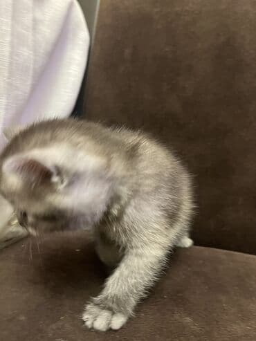 pişik ağ: Temiz qan Oglandi 15.11.25 dogulub. Qum terbiyesi yeme oyredilib — 8