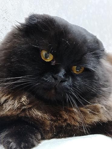 pisik cutlesdirme: Şinşilla, Erkək — 2