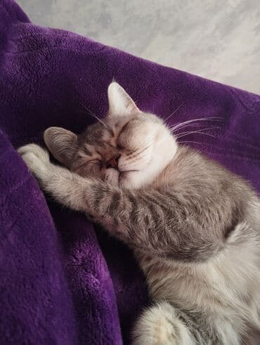 art tekstil: Rəng - Bənövşəyi Mikrofiber Pled — 4