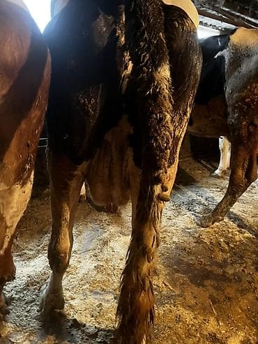 inek simental: Sudluk inek hal hazirda 12 letr sud verir real aliciyla razilasma — 2