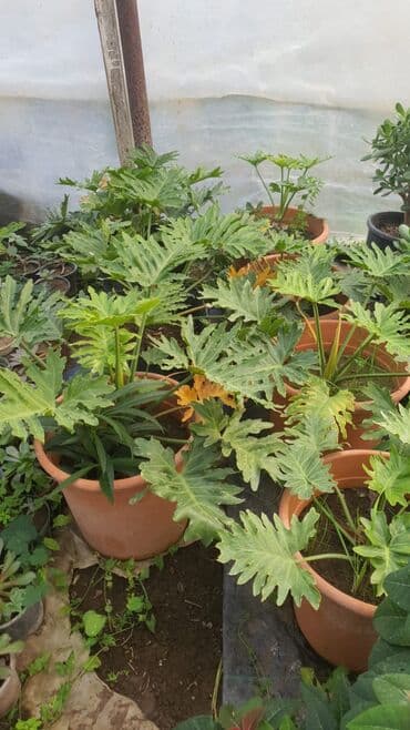 otaq bitkilərinin adları: İstiotaq bitkiləri və dekorativ çiçəklər – müxtəlif seçim - — 5