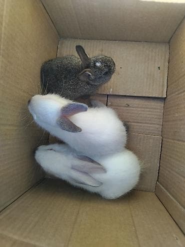 velikan dovsan: 2 eded kalifornia 1 eded sade hamisi bir yerda almaq isdesez 40 manat — 4