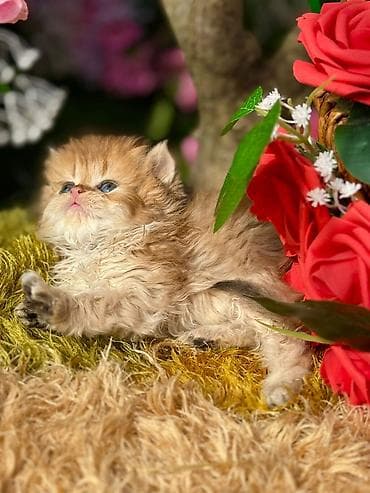 it adlari disi: Cins pişik balası – uzun tüklü, qızılı-şabalıdı rəng palitrası, yumşaq — 9