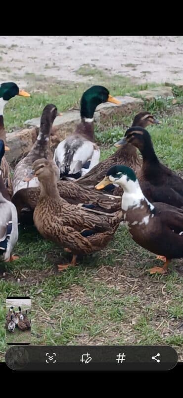 ördek: Məhsul: ördək sürüsü Təsvir: - Fotoşəkillərdə kənd təsərrüfatı üçün — 3