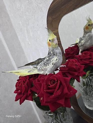 susar qusu: Qefesle bir yerde satilir. Unvan Yasamal. Insaatcilar m st — 4