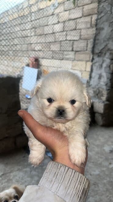 Pekines, 1 ay, Erkek, Pulsuz çatdırılma