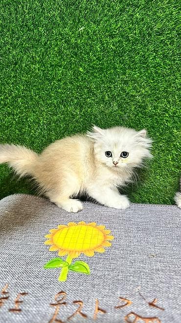 pişik pers: Британская — 6