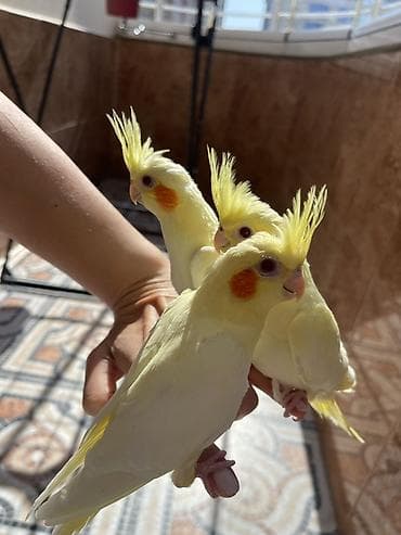 it sekli: 3 Sarı rəngli nimfa (cockatiel) papağanları – lutino 1.5 aylıq — 3
