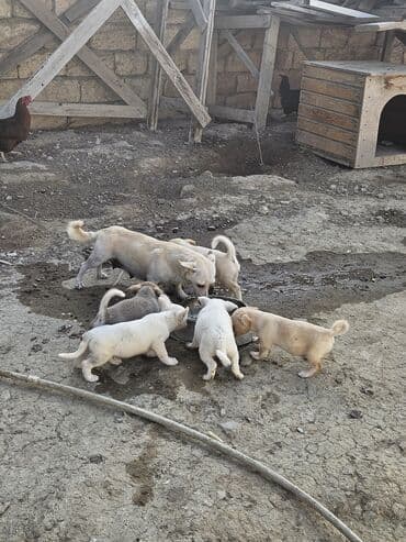 it şəkilləri: Zvanok, çubuş – qarışıq rənglərdə (krem, ağ, boz). Yeməyə — 4