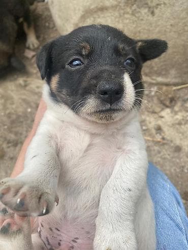 azeri it adlari: Zvonok, 2 ay, Erkek, Peyvəndli — 3