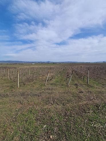 1 hektar nece sotdur: Kənd təsərrüfatı — 7