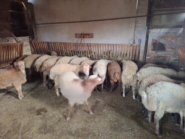 Коровы, быки: Salam 17dənə heyvandı 13 erkədi 4 dişi topa götürən olsa 360nan — 2