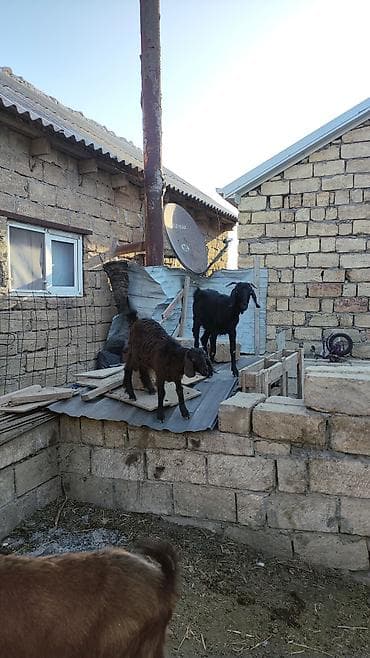Животные: Heleb merkezi biri qarın doğub. balansında dişidi ikisi 350.unvan — 2