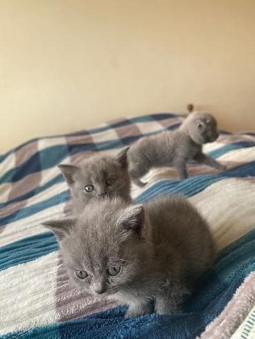 Pişiklər: Boz tüklü balaca pişik balaları - Rəng: bərabər, vahid tünd-boz — 3