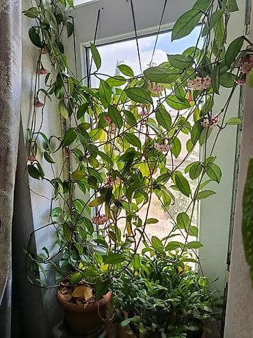 gül hediye: Hoya carnosa (Vaxtı-vaxtında çiçəkləyən mum gül) – sarmaşıq tipli otaq — 5