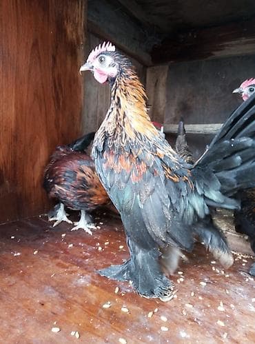 disi it adlari: Cücəxoruz – dekorativ cins - Rəng: qara əsaslı, qızılı-qonur — 5