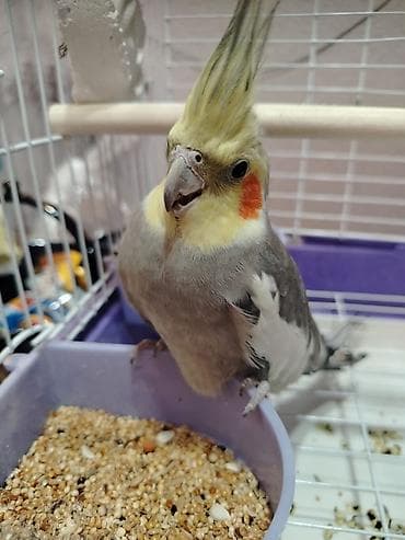 tovuz qusu: Papuqay Qəfəs yem qabıoyuncagı hər adı Ugurdur . r şeyi var Nimfa — 3