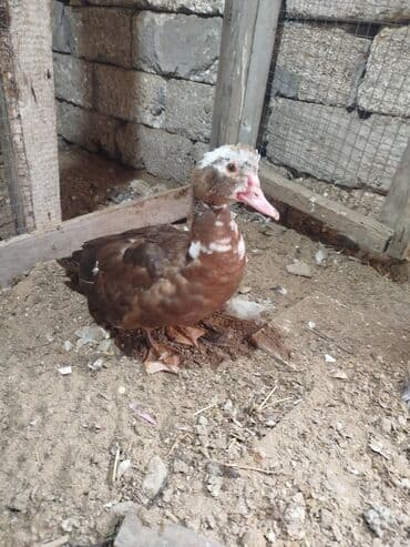 Gəmiricilər: Dişi, | Lal ördək, Ətlik — 1