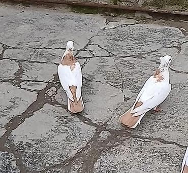 goyerçin yuvasi: Temiz qan hevanlardi bir erkek bir mayadi boyuk quslardi qiymet — 2