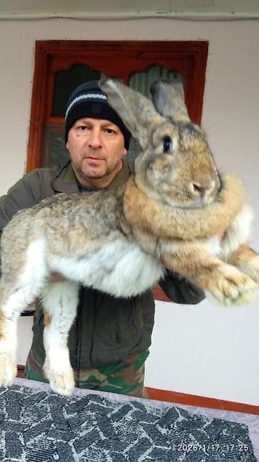 heyvan qirxan: FLANDR (Belçika nəhəngi) – İri ölçü, yüksək gəlir! Təmiz qanlı Flandr — 1