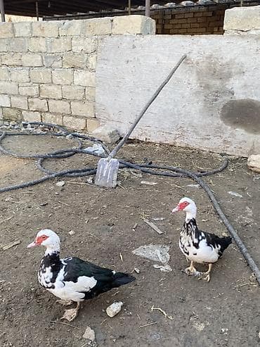 qus yuvalari: Lal ördəklər tam sağlar cavandılar 1 ilin fərələridi, 7 8 aylıqlarda — 3