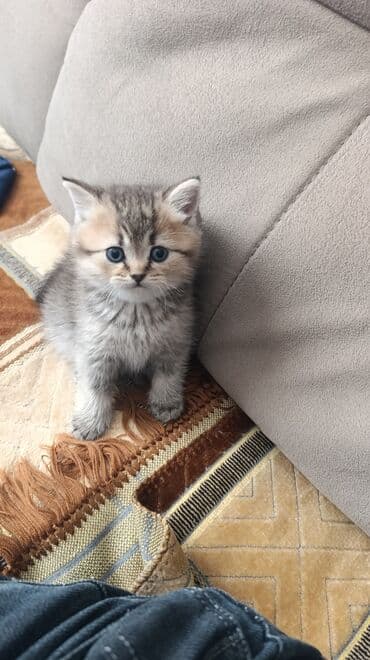 azəri pişik adları: Tabbi, Erkək, Yaxşı əllərə — 2