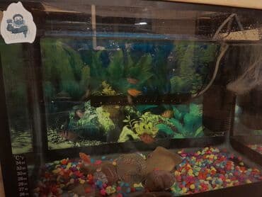 Akvaryum komplekti – dekorativ balıqlar və tam aksesuarlarla. - Şüşə