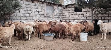 Qoyun və quzu sürüsü satılır - Şəkillərdə müxtəlif rəng və xəz