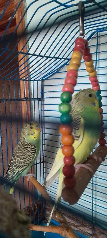 Птицы: Məhsul: Tutu guşu .Iki aylıq ərkəklər.İri ev gusları. Попугаи 2 самца — 6