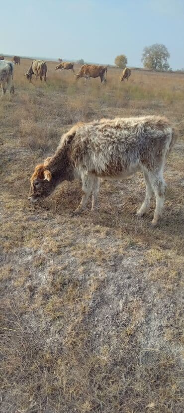 inək öd daşı: Dana, buzov, Dişi, ay: 1, Damazlıq — 3
