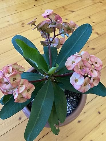 elde gul sekilleri: Məhsul: Euphorbia milii (Tikanlı Tac) – saksı bitkisi Təsvir: - — 3
