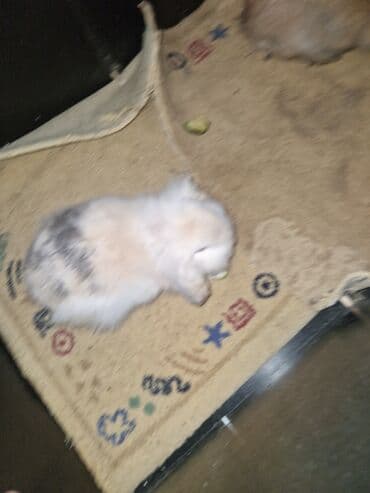 it bazari 2018: Pekines, 5 ay, Erkek, Ödənişli çatdırılma — 6