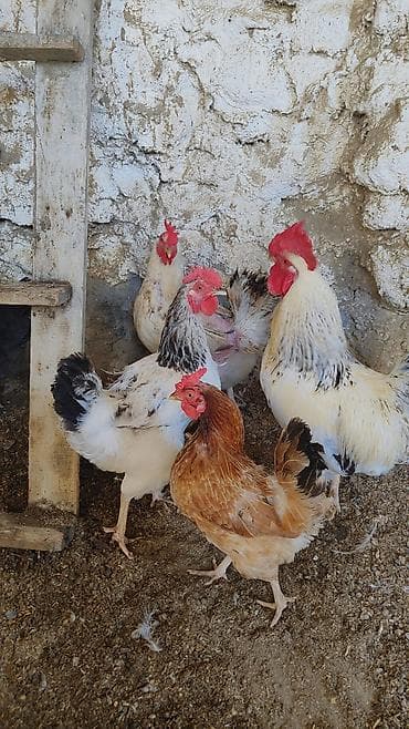 ev meymunu: Salam etrafli melumat watsapnan elaqe saxliyun — 7