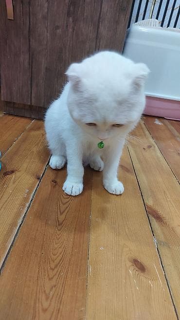 Heyvanlar üçün mallar: Şotland yastı qulaq, Erkək, Yaxşı əllərə, Ödənişli çatdırılma — 3