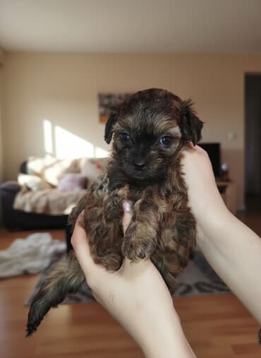 Şirin, kiçik ölçülü, qıvrım tüklü balaca it balası. maltipo balası