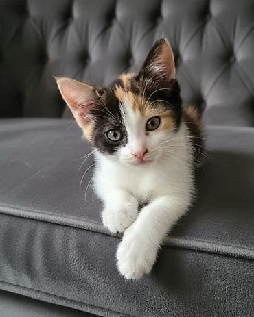 Кошки: Ищет дом котенок 2,5 мес.(девочка) Очень ласковая, мурчащая — 2